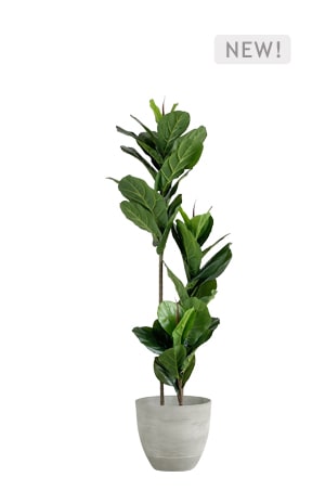 faux ficus lyrata tree 150cm in grey planter