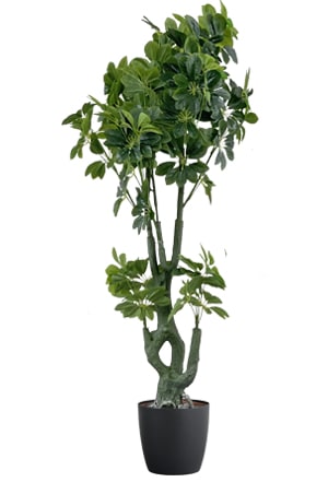 faux schefflera tree 170cm in black planter